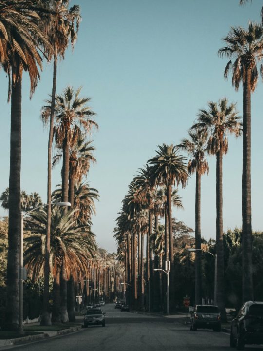 Palm trees and cars line a scenic street in Beverly Hills under a blue sky, showcasing urban beauty.